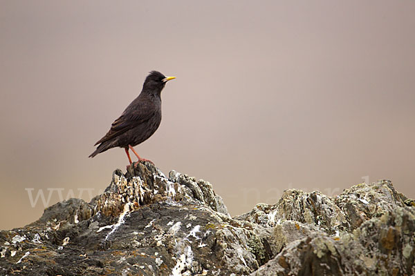 Einfarbstar (Sturnus unicolor)