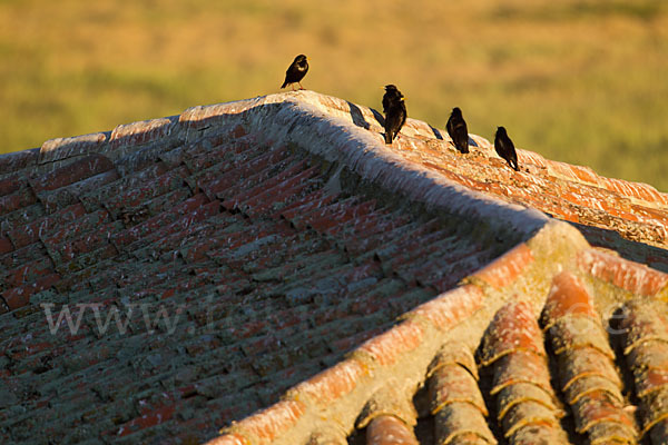 Einfarbstar (Sturnus unicolor)