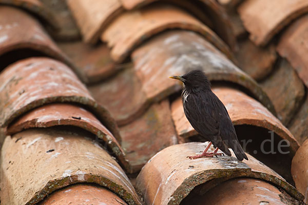 Einfarbstar (Sturnus unicolor)