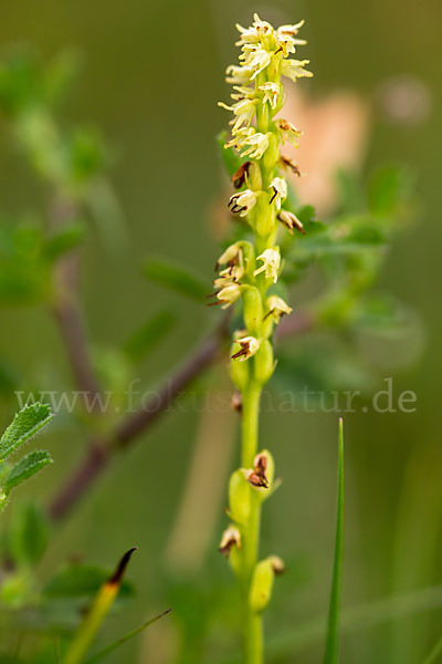 Einknollige Honigorchis (Herminium monorchis)