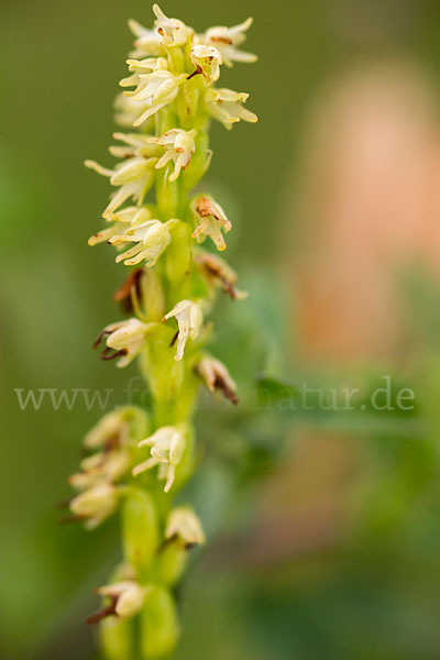 Einknollige Honigorchis (Herminium monorchis)