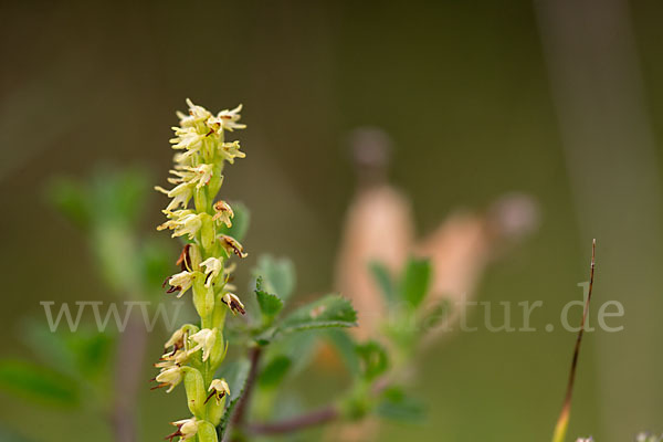 Einknollige Honigorchis (Herminium monorchis)