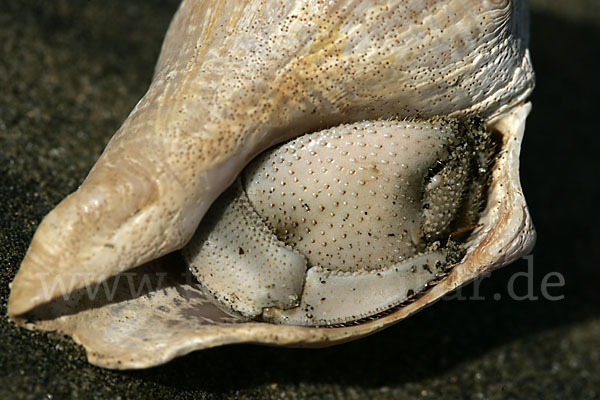 Einsiedlerkrebs (Coenobita scaevola)