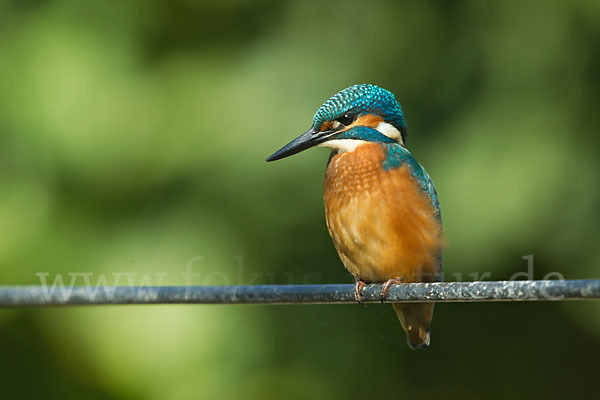 Eisvogel (Alcedo atthis)