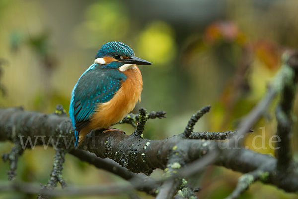 Eisvogel (Alcedo atthis)