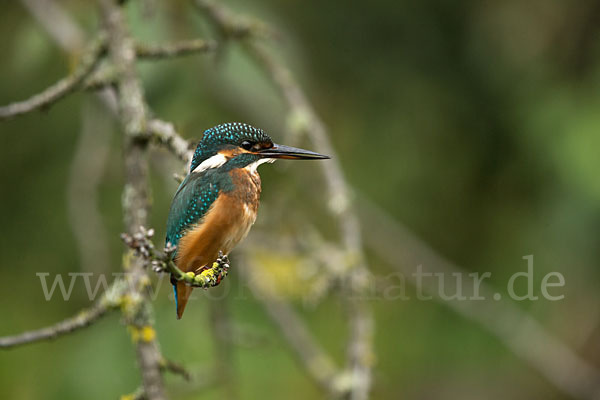 Eisvogel (Alcedo atthis)