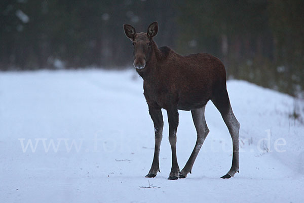 Elch (Alces alces)