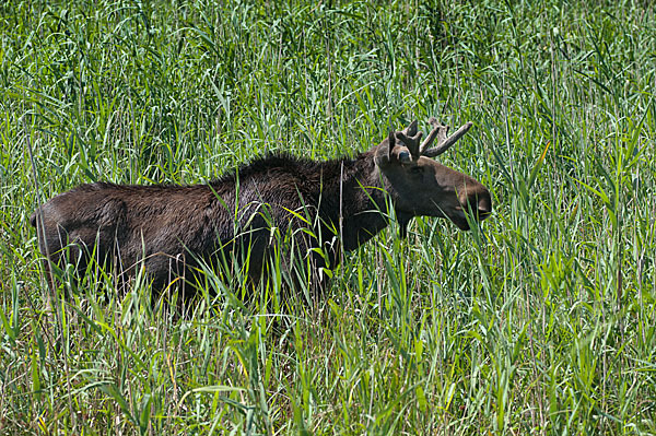 Elch (Alces alces)