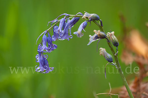 Englisches Hasenglöckchen (Hyacinthoides non-scripta)