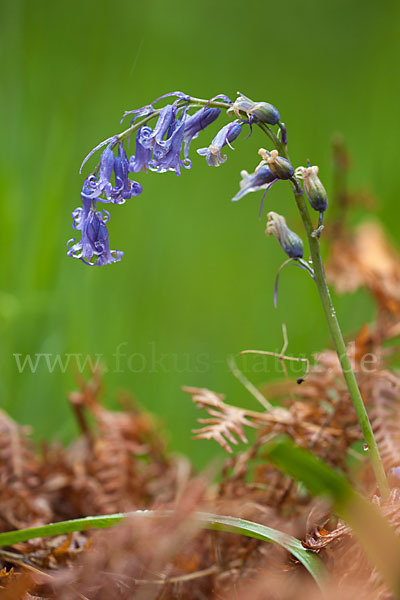 Englisches Hasenglöckchen (Hyacinthoides non-scripta)