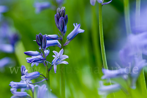 Englisches Hasenglöckchen (Hyacinthoides non-scripta)