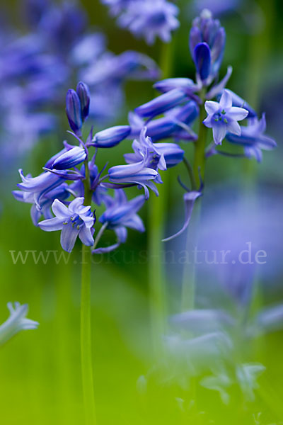 Englisches Hasenglöckchen (Hyacinthoides non-scripta)