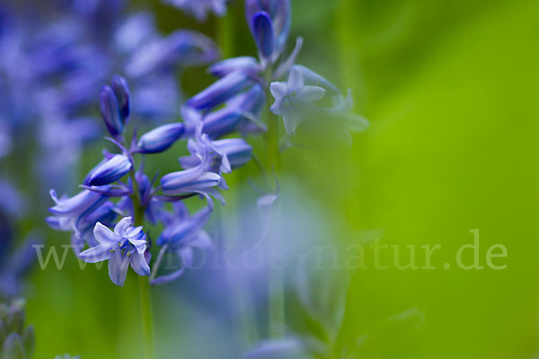 Englisches Hasenglöckchen (Hyacinthoides non-scripta)