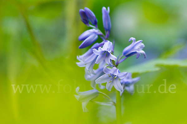 Englisches Hasenglöckchen (Hyacinthoides non-scripta)