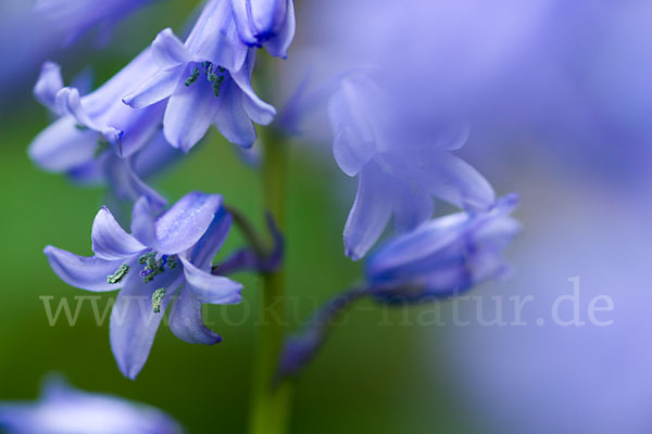 Englisches Hasenglöckchen (Hyacinthoides non-scripta)