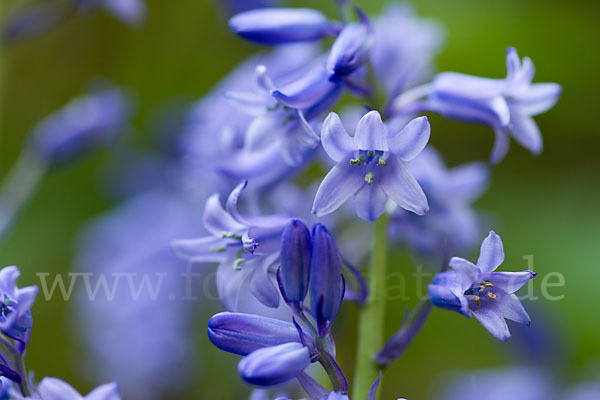 Englisches Hasenglöckchen (Hyacinthoides non-scripta)