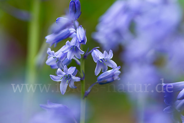 Englisches Hasenglöckchen (Hyacinthoides non-scripta)