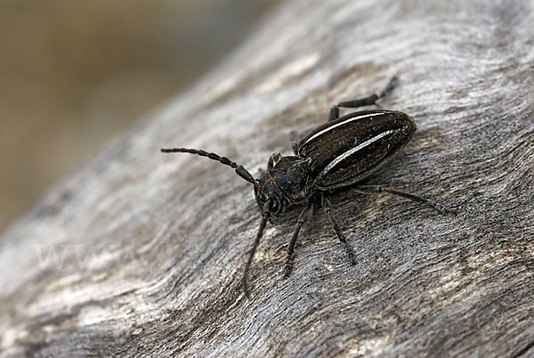 Erdbock spec. (Neodorcadion bilineatum)