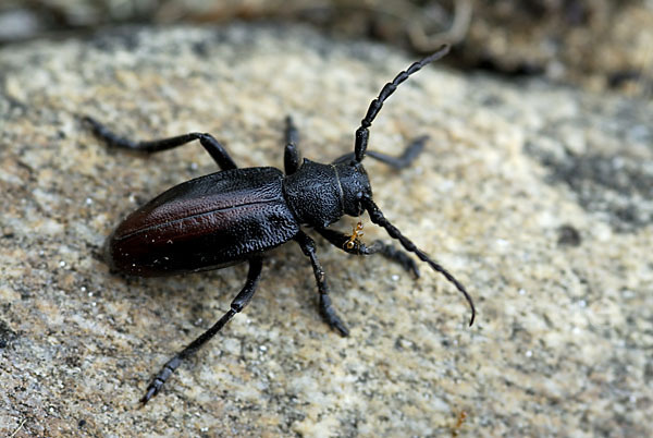 Erdbock spec.1 (Dorcadion hybridum)