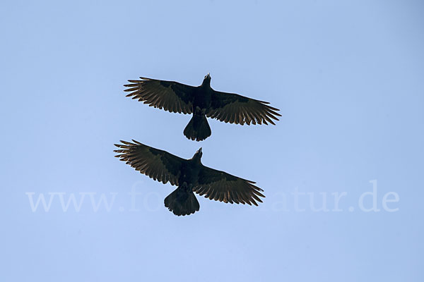 Erzrabe (Corvus crassirostris)