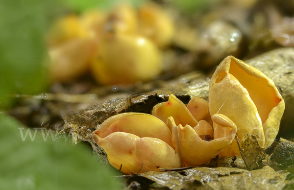 Eselsohr (Otidea onotica)