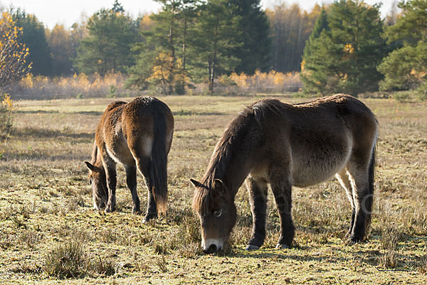 Exmoor-Pony (Equus przewalskii f. caballus)