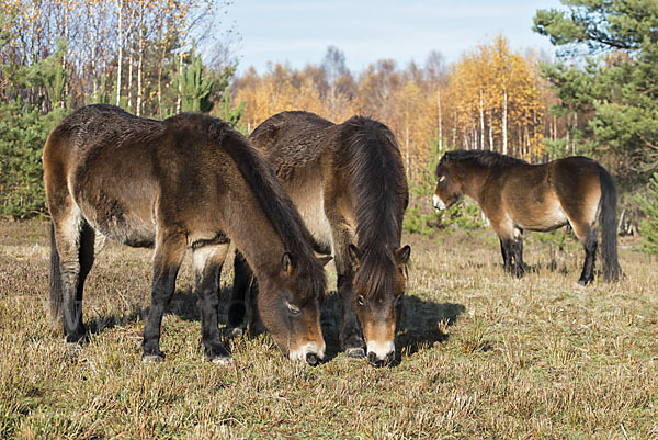 Exmoor-Pony (Equus przewalskii f. caballus)