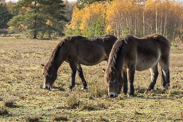 Exmoor-Pony (Equus przewalskii f. caballus)