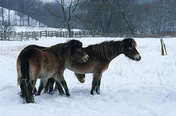 Exmoor-Pony (Equus przewalskii f. caballus)