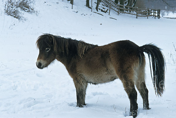 Exmoor-Pony (Equus przewalskii f. caballus)