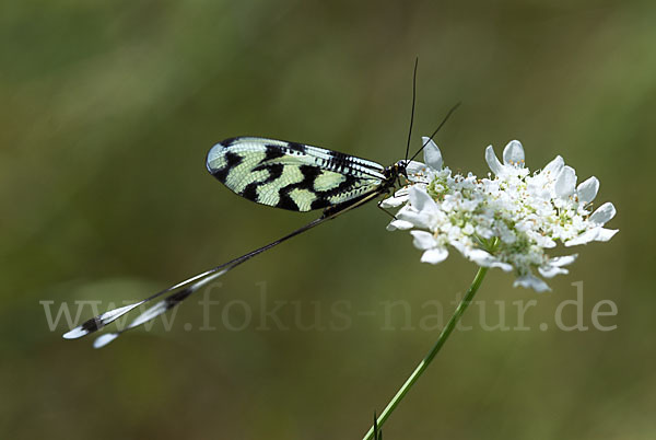 Fadenhaft (Nemoptera sinuata)