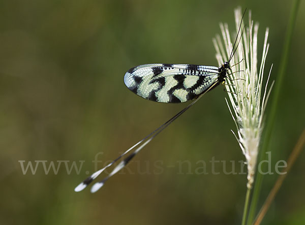 Fadenhaft (Nemoptera sinuata)