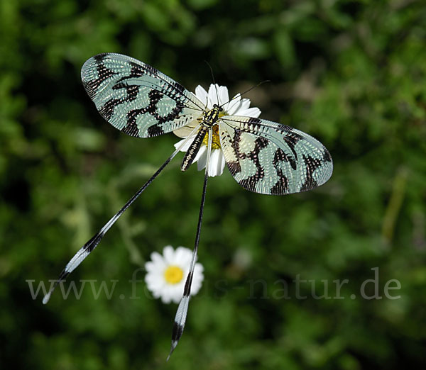 Fadenhaft (Nemoptera sinuata)