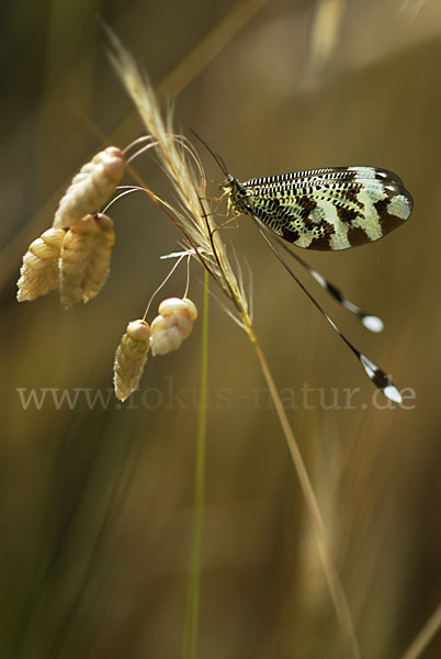 Fadenhaft spec. (Nemoptera bipennis)