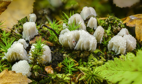 Fadenstäubling spec. (Stemonitis spec.)