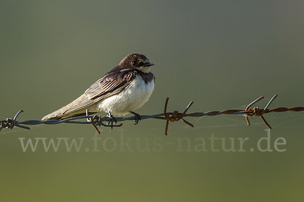 Fahlkehlschwalbe (Hirundo aethiopica)