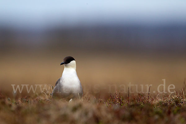 Falkenraubmöwe (Stercorarius longicaudus)