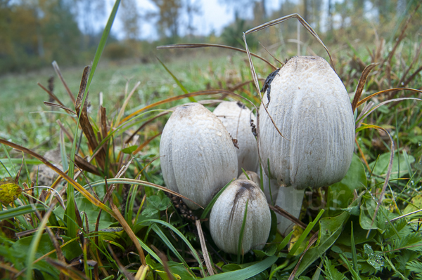 Faltentintling (Coprinus atramentarius)