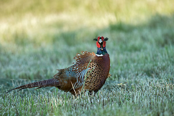 Fasan (Phasianus colchicus)