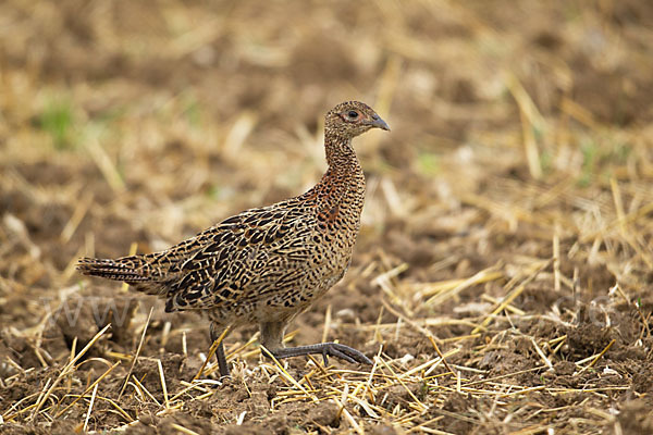 Fasan (Phasianus colchicus)