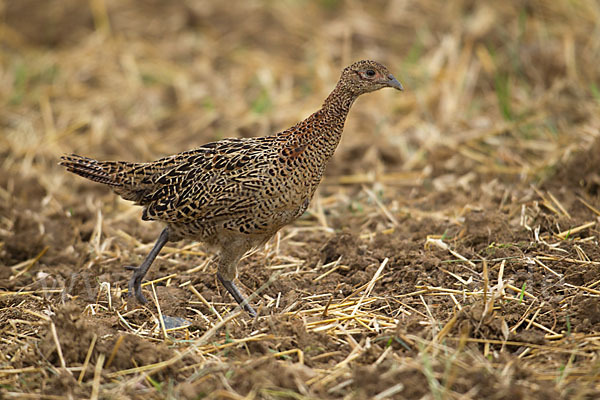 Fasan (Phasianus colchicus)