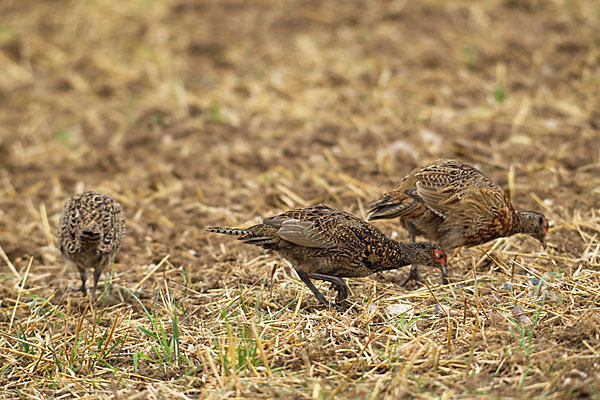 Fasan (Phasianus colchicus)