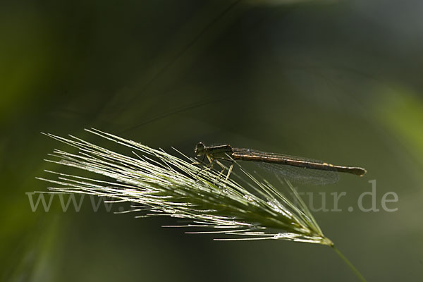 Federlibelle (Platycnemis pennipes)