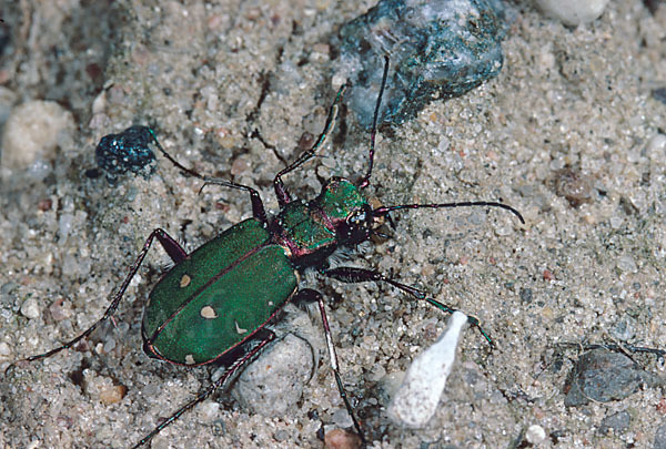 Feld-Sandlaufkäfer (Cicindela campestris)