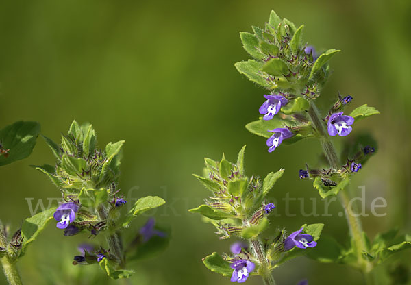 Feld-Steinquendel (Acinos arvensis)