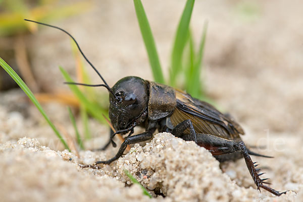 Feldgrille (Gryllus campestris)