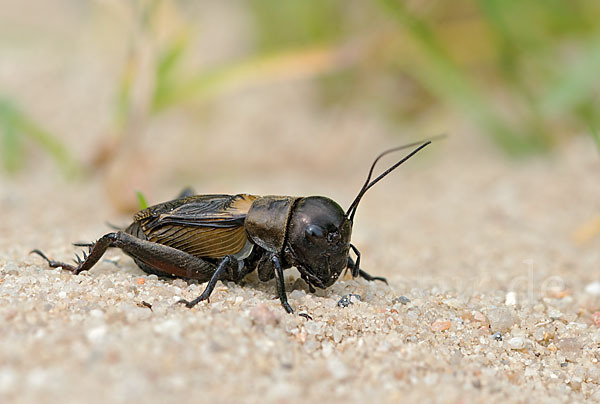 Feldgrille (Gryllus campestris)