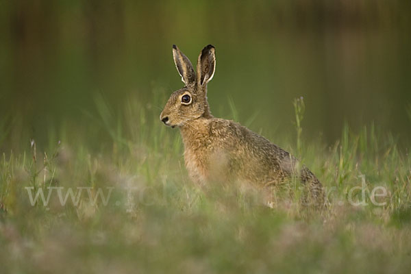 Feldhase (Lepus europaeus)