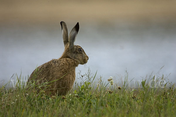 Feldhase (Lepus europaeus)