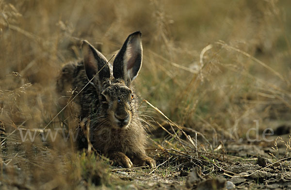 Feldhase (Lepus europaeus)